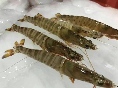 基围虾爆料视频,揭秘海鲜市场的那些不为人知 第3张 基围虾爆料视频,揭秘海鲜市场的那些不为人知 第3张